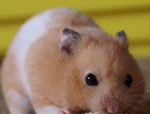 Hamster Pregnancy Calculator